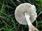 Fehér tarlógomba (Leucoagaricus leucothites), Budai-hegység